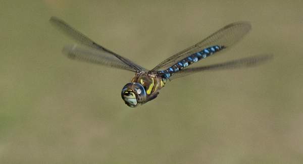 Southern Hawker in flight.jpg